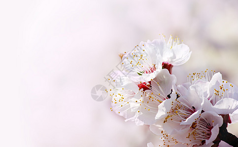 粉红本底的春杏花水果荒野插图宏观花粉花朵科学花瓣蜂蜜探者图片