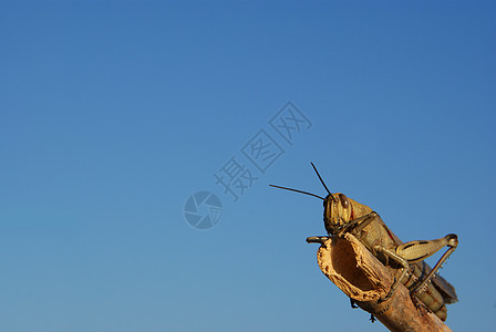 蚂蚱身体翅膀天空眼睛昆虫触角晴天芦苇蓝色漏洞图片