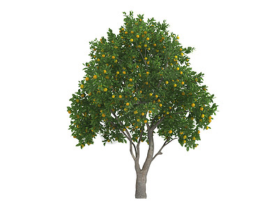 甜橙或柑橘生态插图橙子木头环境水果树干植物群美丽生活图片