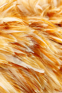 一些鸟儿的亮羽毛群宠物翅膀点缀母鸡刷子装饰品羽毛装饰小鸡动物园图片