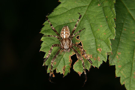 欧洲花园蜘蛛亚拉尼乌斯diadematus白色纺纱灰色植物叶子宏观绿色腹部环境草地图片