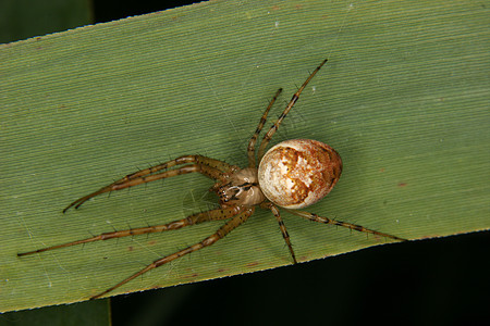 金律螃蟹蜘蛛野生动物环境宏观字符森林动物学叶子植物荒野蠕变图片