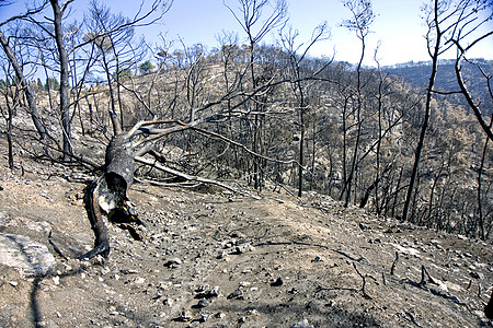 火灾后森林植物公园假期火焰风景海法后果烧伤山脉消防队员图片