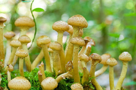 agaric 蜂蜜真菌伞菌季节宏观植物团体食物树木森林菌类棕色图片