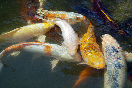 鱼卡通甲鱼异国寿司动物水族馆饮食鱼类营养海洋池塘海鲜背景