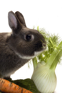 一只兔子和他最爱的蔬菜肖像哺乳动物叶子毛皮野兔饮食营养耳朵食物动物农业图片