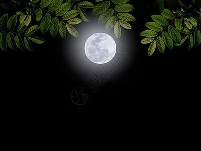 满月月黑暗环境墙纸艺术植物强光地球草本植物生长天空图片