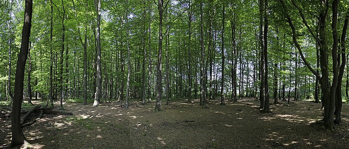 比利时森林图片