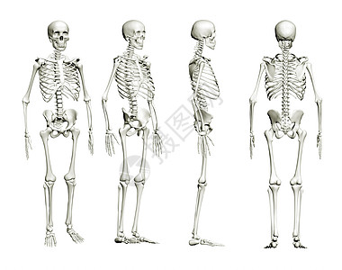 孤立的心箱药品骨头人体骨骼骨架岩石医学图片