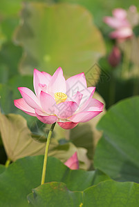 莲花粉色热带植物植物群绿色风景冥想花园场景牧歌图片