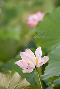 莲花风景植物群花瓣热带花园荒野牧歌绿色场景植物图片