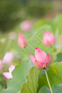 莲花荒野热带绿色场景植物群植物花园冥想粉色风景图片