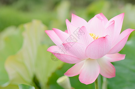 莲花植物植物群花园花瓣荒野场景地平线冥想牧歌热带图片