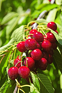 树上有许多樱桃红色树叶生长农业水果收成营养叶子绿色食物图片