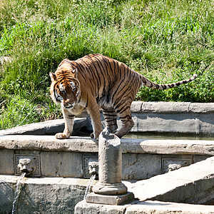 步行虎潘太拉底格里斯危险野猫侵略丛林食肉动物老虎打猎愤怒动物园图片