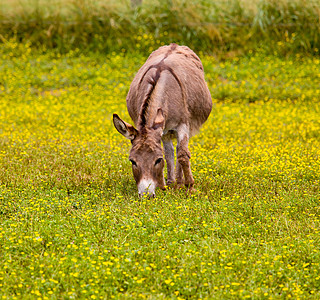 草地中小驴子吃鲜花草原牧场场地农场骡子哺乳动物农业宠物小牛动物群图片