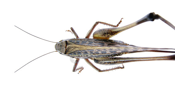 白色背面的蝗虫蟋蟀飞跃昆虫生活生物女性宠物脊椎动物漏洞野生动物图片
