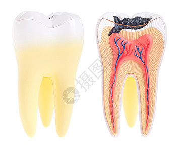 牙齿解剖学牙医本质牙周衰变插座纸巾疾病神经韧带白色图片