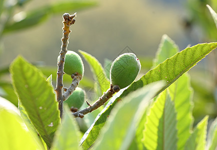 洛奎特饮食季节热带叶子投标维生素水果树叶李子小吃图片