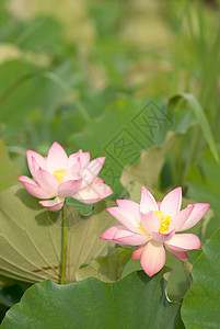 两朵莲花粉色花瓣风景绿色牧歌冥想场景植物群植物热带图片