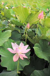 莲花花场景花瓣牧歌绿色风景植物群植物冥想荒野粉色图片