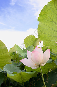 莲花花花瓣牧歌植物群植物蓝色热带荒野叶子场景花园图片