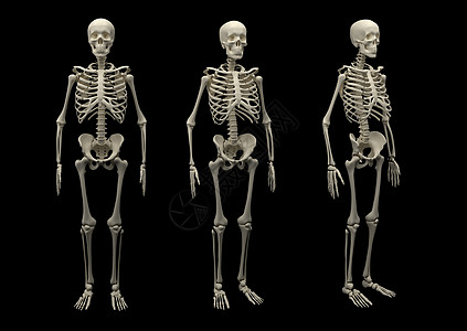 脊柱模型孤立的心箱医学颅骨骨干骨架骨头脊柱断肢岩石脑壳人体背景