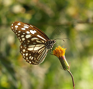 蝴蝶生活树叶异国野生动物科学情调荒野季节昆虫鳞翅目图片