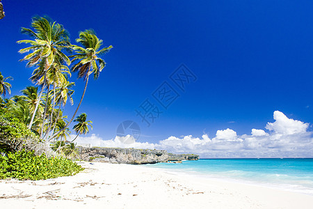 底湾 巴巴多斯 加勒比海树木热带异国假期植物学手掌悬崖植物孤独海滩图片