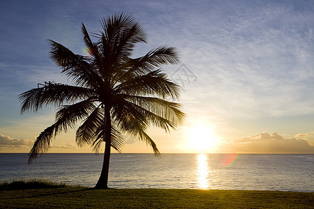 巴巴多斯加勒比海上空的日落树木风景植物群手掌热带植被植物棕榈外观情调图片