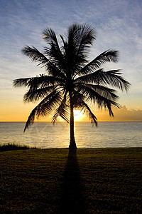 巴巴多斯加勒比海上空的日落情调异国外观风景世界假期剪影热带手掌天堂图片