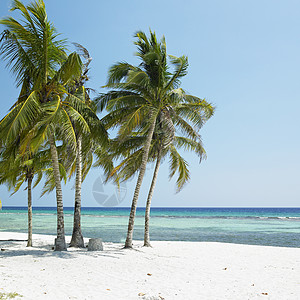 古巴加勒比海树木植物学热带植物假期风景岛屿植被手掌海滩图片