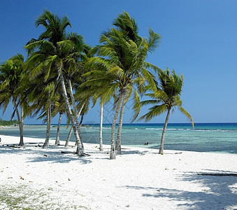 古巴加勒比海棕榈风景树木外观支撑植物群世界手掌植物学岛屿图片