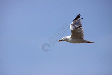 海鸥 海鸥场景支撑动物蓝色翅膀羽毛海岸墙纸太阳自由图片