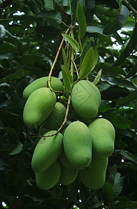 绿芒果季节水果热带绿色叶子食物种植园图片