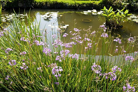 有蓝花和池塘的园圃图片