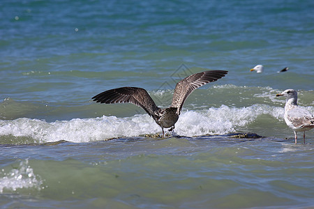 海鸥 海鸥天空生活海鸟动物自由荒野晴天翅膀支撑航班图片
