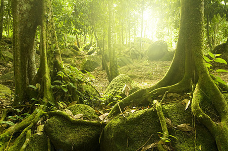 绿林石头天堂背光野生动物森林射线树干薄雾阳光耀斑图片