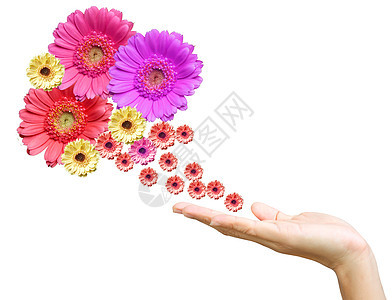 女人的鲜花手手指阳光生态资源太阳福利白色活力概念植物图片