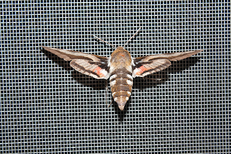 蝴蝶脆弱性红虫天线黑色翅膀昆虫野生动物收藏阴影生物学图片