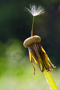 时钟植物学杂草地球花园荒野孤独宏观绿色害虫菊科图片