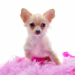 带粉色羽毛的小小狗Chihuahua工作室棕色犬类衣领伴侣白色宠物动物图片