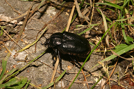 甲虫奥摩托尔马阿雷米塔环境昆虫动物宏观黑色棕色脊椎动物男性灰色绿色图片