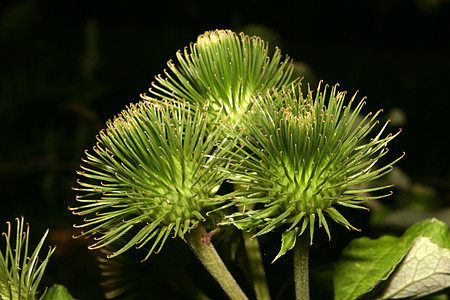 Burdock 二次黄色水果棕色植物学宏观植物黑色区系绿色花序背景图片