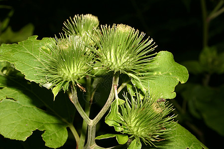 Burdock 二次黄色植物黑色棕色宏观植物学水果绿色花序区系图片