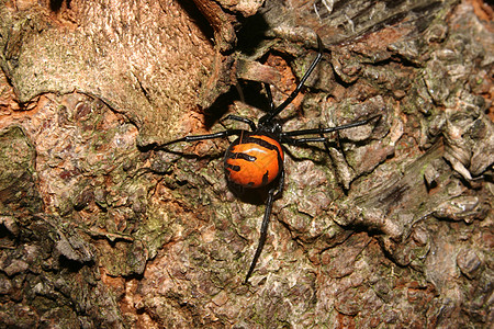 黑寡妇棕色毒素条纹黑色脊椎动物长腿橙子动物蜘蛛宏观图片