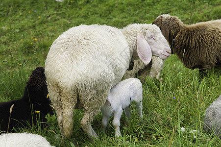 母亲喂养婴儿羊羔图片