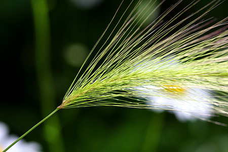 狐尾巴雷草食物植物收成种子玉米环境热带农场生长稻草图片