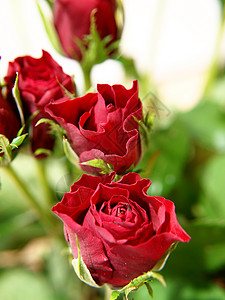 红玫瑰惊喜红色芙蓉庆典植物学花束礼物念日植物植物群图片