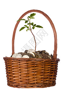 篮子里的木币和植物高清图片